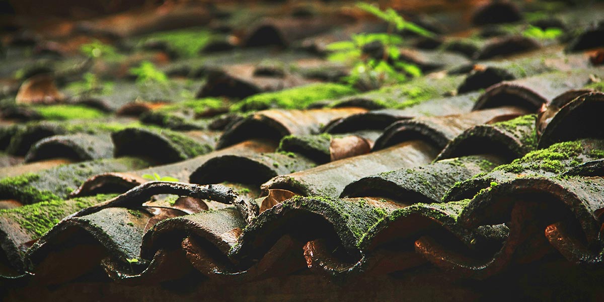 Leaves Moss and Debris on Roof